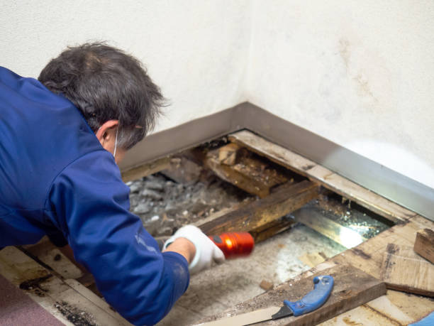 Best Mold Remediation  in Coldwater, MI