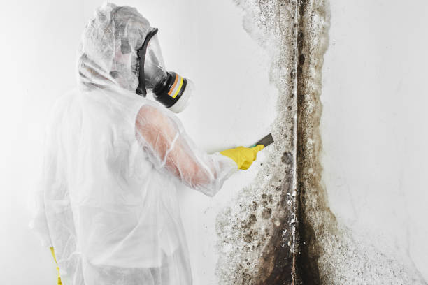 Best Office Mold Removal Services  in Coldwater, MI
