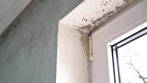 Professional Mold Removal in Coldwater, MI