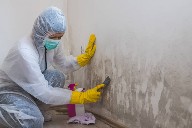Best Attic Mold Removal  in Coldwater, MI