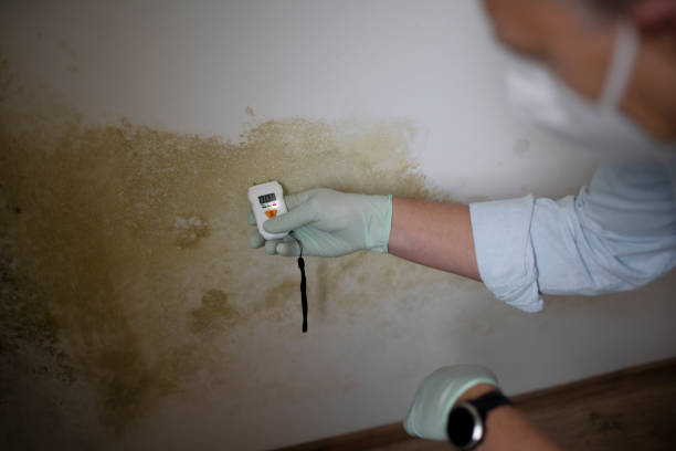 Best Mold Cleaning Services  in Coldwater, MI