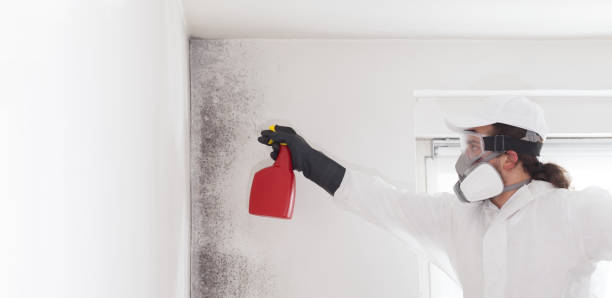 Best Mold Removal and Inspection  in Coldwater, MI