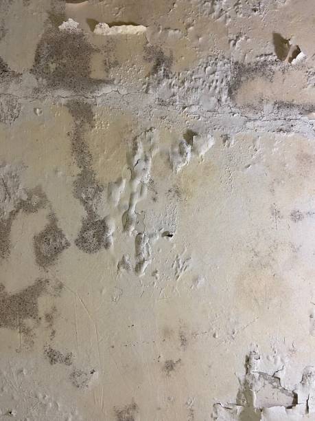 Best Mold Damage Repair  in Coldwater, MI