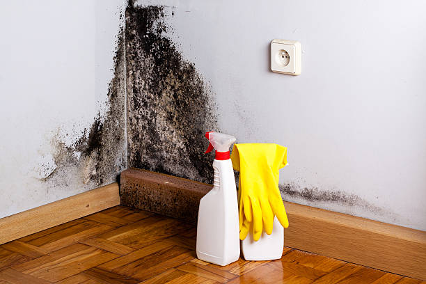 Best Commercial Mold Removal  in Coldwater, MI
