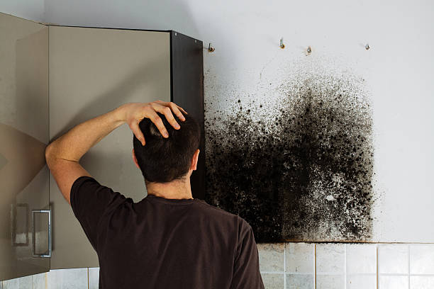 Best Residential Mold Removal  in Coldwater, MI