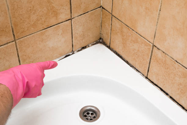 Best Mold Inspection  in Coldwater, MI